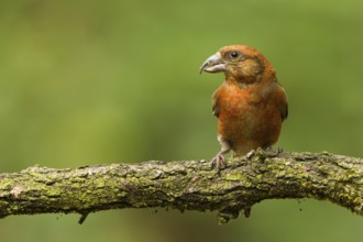 Red Crossbill (Loxia curvirostra) male, Utrecht, Netherlands
