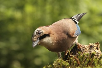 Eurasian Jay (Garrulus glandarius), Lower Saxony, Germany