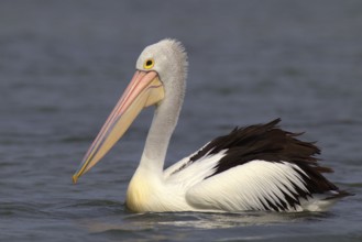 Australian Pelican (Pelecanus conspicillatus), Victoria, Australia