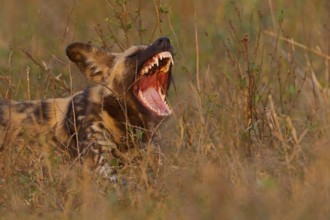 Afrikanischer Wildhund, Lycaon pictus, African wild dog, African hunting dog, Cape hunting dog,