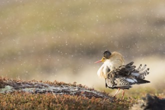 Ruff (Calidris pugnax) male displaying, Finnmark, Norway