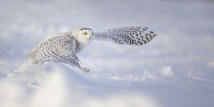 Snowy Owl (Bubo scandiacus) female flying, Quebec, Canada