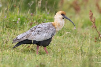Black-faced Ibis (Theristicus melanopis) walking in marshland, San Martin, Argentina