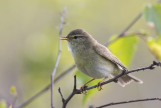 Willow Warbler (Phylloscopus trochilus) male singing from a branch, North-Rhine-Westphalia, Germany
