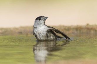 Eurasian Blackcap (Sylvia atricapilla) male bathing, Eilat, Israel