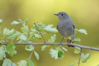 Black Redstart (Phoenicurus ochruros) juvenile perched on a branch, Andalusia, Spain