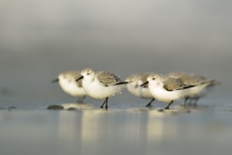 Sanderling (Calidris alba), Schleswig-Holstein, Germany