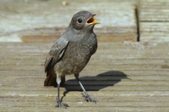 Black Redstart (Phoenicurus ochruros) juvenile begging for food, Mecklenburg-Western Pomerania,