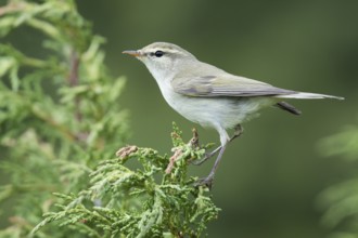 (Western) Greenish Warbler - Grünlaubsänger - Phylloscopus trochiloides ssp. viridianus, Kyrgyzstan