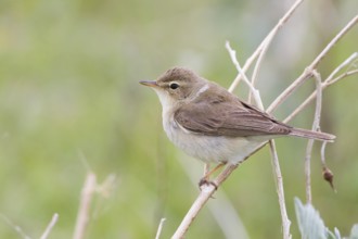 Booted Warbler - Buschspötter - Iduna caligata, Kazakhstan