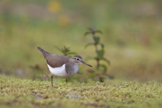 Common Sandpiper (Actitis hypoleucos) foraging, North Rhine-Westphalia, Germany