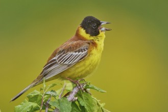 Black-headed Bunting (Emberiza melanocephala) male singing, Armenia