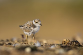 Little Ringed Plover (Charadrius dubius) chick, North Rhine-Westphalia, Germany