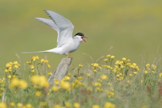 Arctic Tern (Sterna paradisaea) calling, perched on a pole in a flowering meadow, Iceland