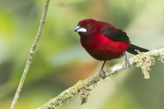 Crimson-backed Tanager (Ramphocelus dimidiatus) perched on a branch in Panama