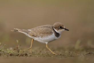 Little Ringed Plover (Charadrius dubius) juvenile, North Rhine-Westphalia, Germany