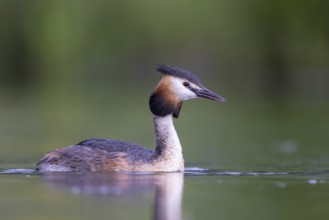 Great Crested Grebe (Podiceps cristatus), North Rhine-Westphalia, Germany