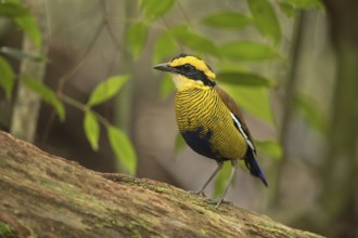 Bornean Banded Pitta (Hydrornis schwaneri) young male perched on a log, Sabah, Malaysia