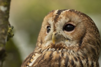 Tawny Owl (Strix aluco) captive, Germany