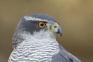 Northern goshawk (Accipiter gentilis) portret, a hawk with orange eyes