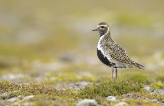European Golden Plover (Pluvialis apricaria) perched on the ground, Iceland