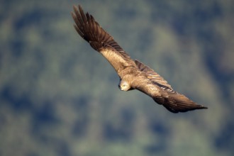 Black Kite (Milvus migrans) flying, Madrid, Spain