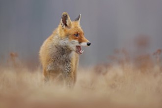 Red fox with open muzzle. Cute Red Fox, Vulpes vulpes, on the meadow. Beautiful animal in the