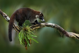 Raccoon, Procyon lotor, on the tree in National Park Manuel Antonio, Costa Rica. Animal in the