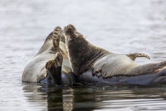 Two harbour seals (Phoca vitulina) lying on stones in the water, Mammals (Mammalia),