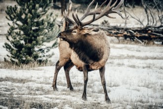 Wildlife on a winter road trip on the Icefields Parkway with lots of snow and ice, Banff National