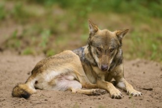 Wolf (Canis lupus), lying wolf looking down with expressive facial expression, sitting on sandy