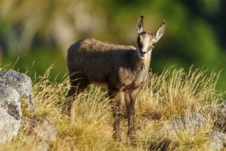 A young chamois stands attentively on a summer meadow full of grass, chamois, chamois, (Rupicapra