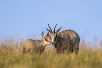 Chamois (Rupicapra rupicapra) mother with her youngster on a meadow in the Vosges Mountains,