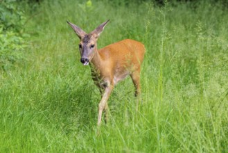 A female roe deer (Capreolus capreolus) crosses a green meadow. Bavaria, Germany