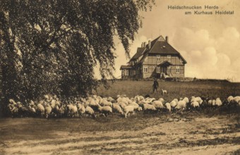 Historical postcard, picture postcard, Heidschnucken herd at the spa hotel Heidetal, Lower Saxony,