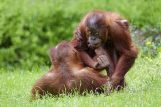 Animal portrait, two Borneo orangutans (pongo pygmaeus) playfully fighting, captive, Borneo