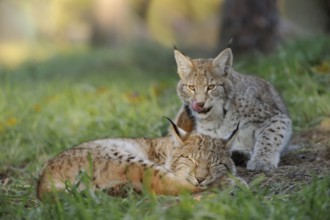 Sweet dreams... Eurasian lynx (Lynx lynx), playful adolescent cubs teasing each other, funny,