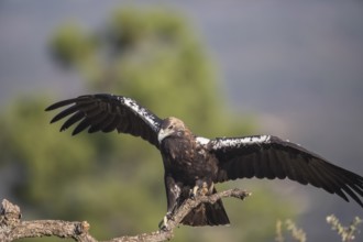 Iberian Eagle (Aquila adalberti), Spanish imperial eagle, Extremadura, Castilla La Mancha, Spain