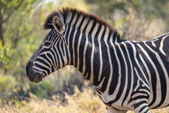 Plains zebra (Equus quagga), adult, animal portrait, Kruger National Park, South Africa