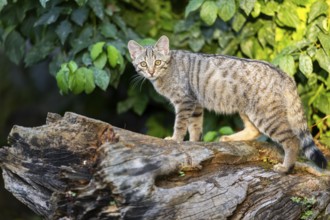 European wildcat (Felis silvestris silvestris) on an old tree trunk, Hesse, Germany
