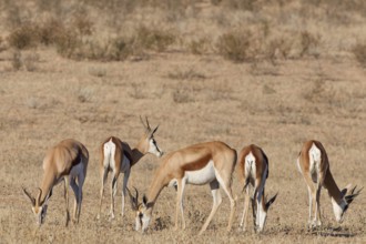 Springboks (Antidorcas marsupialis), group of adults, feeding on dry grass, Kalahari desert,