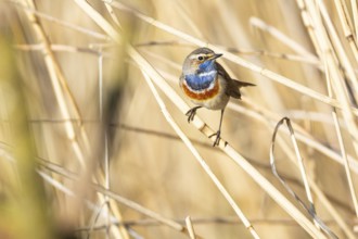 Bluethroat (Luscinia svecica cyanecula) ml Germany