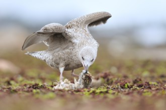 European Herring Gull (Larus argentatus), Mecklenburg-Western Pomerania, Germany