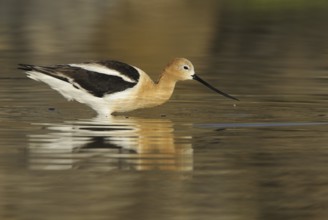American Avocet (Recurvirostra americana), Washington, USA