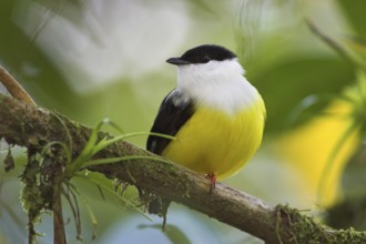 White-collared Manakin (Manacus candei) male, Costa Rica