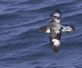 Cape Petrel (Daption capense) flying, South Australia, Australia