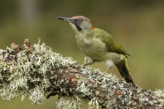 European Green Woodpecker (Picus viridis), adult female perched on a tree, Castilla Leon, Spain