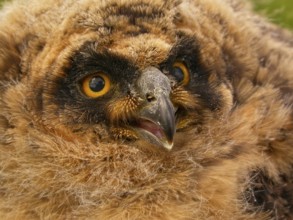 Short-eared Owl (Asio flammeus) chick in nest, Brandenburg, Germany