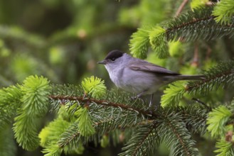 Eurasian Blackcap (Sylvia atricapilla) male, Hungary