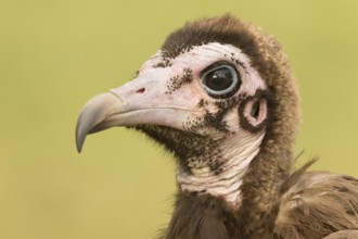 Hooded Vulture (Necrosyrtes monachus) juvenile, Gambia
